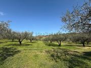 Terreno in vendita di 6000 m² in Via Filippo Compagnucci