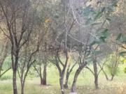 Terreno in vendita di 6160 m² in Strada Provinciale Ventisei