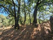 Terreno in vendita di 6500 m² in Via Cavaliere