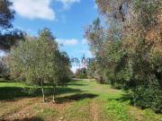 Terreno in vendita di 6527 m²