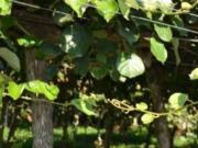 Terreno in vendita di 6620 m² in Contrada Petrara