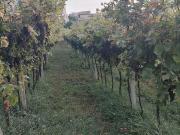 Terreno in vendita di 6805 m² in Via Borgoletto
