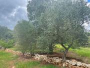 Terreno in vendita di 7731 m² in Contrada circiello