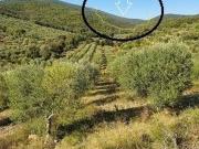 Terreno in vendita di 80000 m²