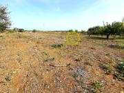 Terreno in vendita di 8000 m² in Contrada Cappella