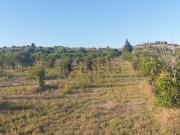 Terreno in vendita di 8000 m² in Contrada Zupparda
