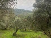 Terreno in vendita di 8000 m² in Via del Campo Sportivo