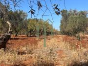 Terreno in vendita di 8317 m²