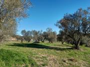 Terreno in vendita di 8730 m² in Località San Savino