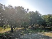 Terreno in vendita di 8926 m² in Contrada Mondonuovo