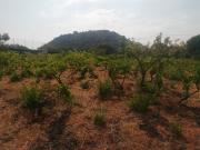 Terreno in vendita di 9000 m² in Via Alfredo Maria Mazzei