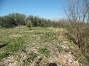 Terreno in vendita di 9000 m²