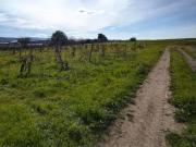 Terreno in vendita di 9820 m² in Contrada Solforato