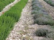 Terreno Agricolo in vendita a Fermo, Salvano