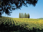 Terreno in vendita in via del chianti 101, Castelnuovo...