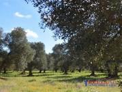 Terreno in vendita, Rosignano Marittimo vada