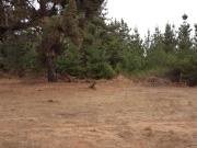 TERRENO INDUSTRIAL EN VENTA CAMINO INTERNACIONAL, VIÑA... TERRENO INDUSTRIAL EN VENTA CAMINO INTERNACIONAL, VIÑA...