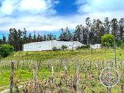 Terreno Industrial Vitivinícola llegar y Producir