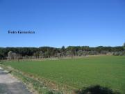 Terreno Industriale in affitto a Vicopisano