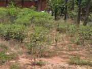 Terreno, Jardim Imperial, Catanduva, SP