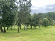 Terreno junto rio Lena para venda