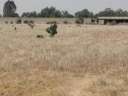 TERRENO LA POSTA,TIZAYUCA HIDALGO SUP. 4.5 HECTÁREAS