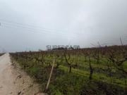 Terreno, Lau, Palmela