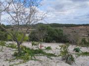 Terreno libre en Montuiri de 5.452m2 con caseta de 20m2...