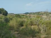 Terreno, Lloret de Vista Alegre