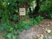 Terreno / Lote para Venda em Araranguá/SC Morro dos...