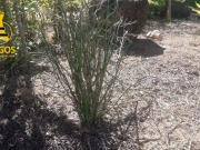 Terreno / Lote para Venda em Atibaia/SP Portão