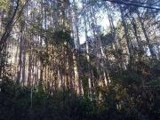 Terreno / Lote para Venda em Atibaia/SP Portão