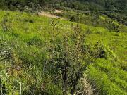 Terreno / Lote para Venda em Atibaia/SP Portão
