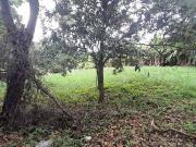 Terreno / Lote para Venda em Belo Horizonte/MG Pampulha