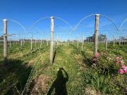 Terreno / Lote para Venda em Bento Gonçalves/RS São Pedro