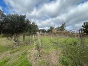 Terreno / Lote para Venda em Bento Gonçalves/RS Tuiuty...