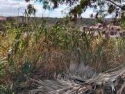 Terreno / Lote para Venda em Betim/MG Novo Guarujá