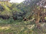 Terreno / Lote para Venda em Biguaçu/SC São Miguel...