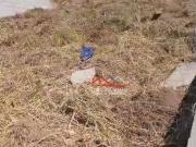 Terreno / Lote para Venda em Caieiras/SP Laranjeiras