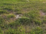 Terreno / Lote para Venda em Campinas/SP Residencial...