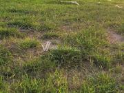 Terreno / Lote para Venda em Campinas/SP Residencial...