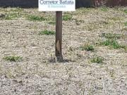 Terreno / Lote para Venda em Campinas/SP Residencial... Terreno / Lote para Venda em Campinas/SP Residencial...