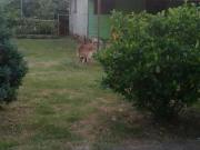 Terreno / Lote para Venda em Canoas/RS Mathias Velho