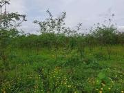 Terreno / Lote para Venda em Canoas/RS Mato Grande