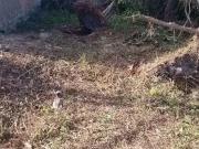 Terreno / Lote para Venda em Caraguatatuba/SP Jardim das...