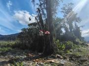 Terreno / Lote para Venda em Caraguatatuba/SP Jardim das... Terreno / Lote para Venda em Caraguatatuba/SP Jardim das...