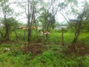 Terreno / Lote para Venda em Caraguatatuba/SP Massaguaçu