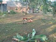 Terreno / Lote para Venda em Caraguatatuba/SP Massaguaçu