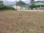 Terreno / Lote para Venda em Caraguatatuba/SP Massaguaçu