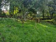 Terreno / Lote para Venda em Caxias do Sul/RS Panazzolo